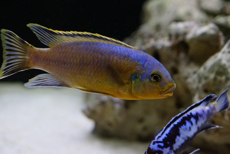 Petrotilapia genalutea 'Chimwalani Reef'